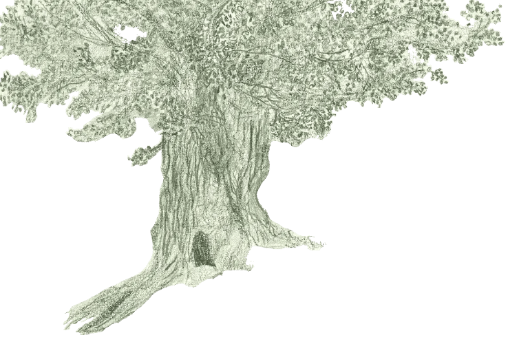 green shaded Oak tree with gray background