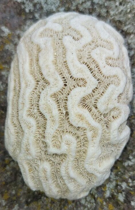 white coral on stone